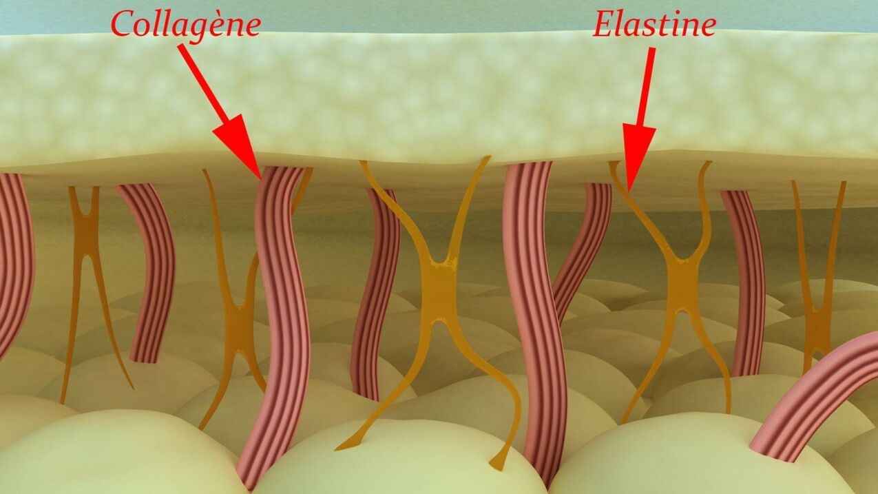 Collagen me te elastin - nga pūmua hanganga o te kiri